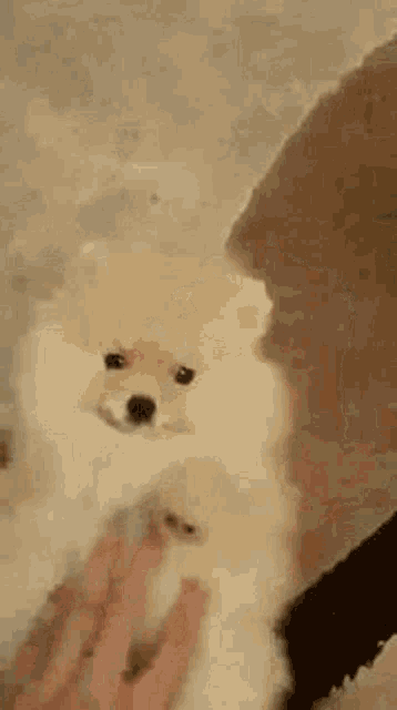 a pomeranian puppy is being petted by a person .