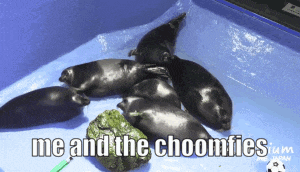 a group of seals laying on top of each other with the words me and the choomfies below them