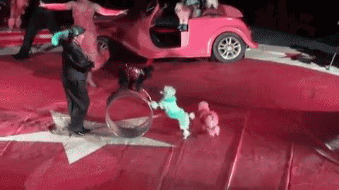 a group of dogs are performing in a circus with a pink car in the background