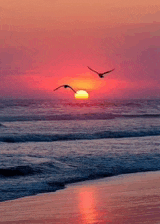 seagulls flying over the ocean at sunset