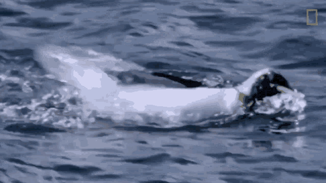 Swimming National Geographic GIF