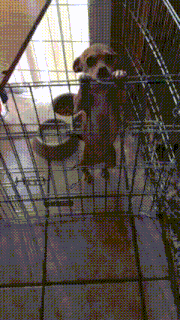 a dog is in a cage with a bowl of food in the background