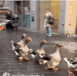 a group of ducks are walking down a street with a woman standing in the background .