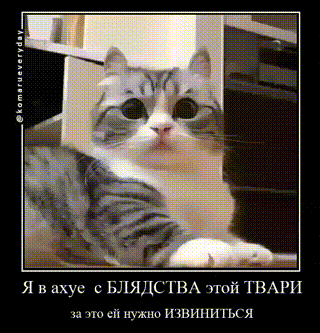 a picture of a cat with a caption in russian that says " я в ахуе с блядства этой твари "