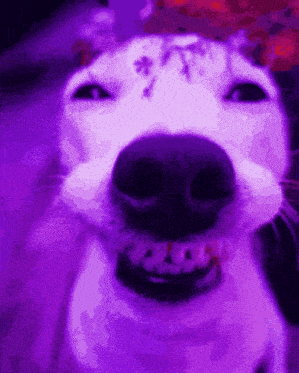 Dog Smiling Dog Smiling Borahae GIF - Dog Smiling Dog Smiling Borahae Borahae GIFs