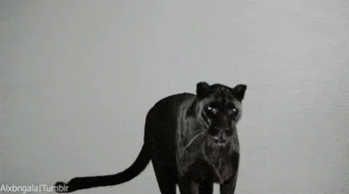 Panther Jump GIF - Panther Jump GIFs
