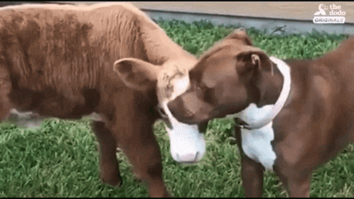 a cow and a dog are standing next to each other in the grass and the dog is wearing a white collar