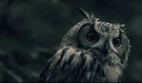Owl Majestic GIF - Owl Majestic Sassy GIFs