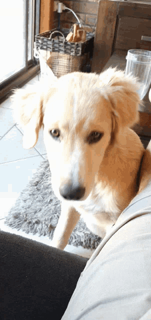 a dog is sitting on someone 's lap looking at the camera