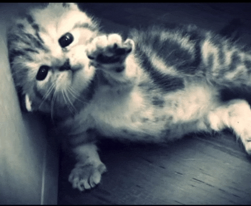 a black and white cat laying on its back