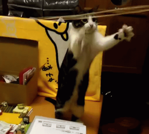 Busy Cats GIF - Busy Cats GIFs