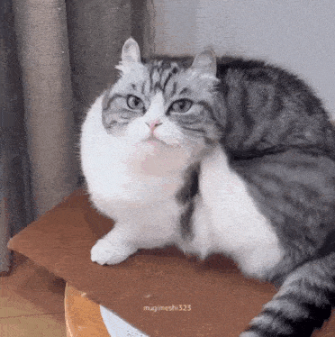 a gray and white cat is sitting on a wooden table looking at the camera .