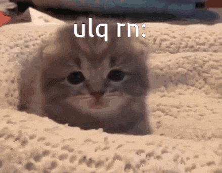 a kitten is laying on a blanket on a bed .