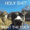 a cow is looking at the camera with the words `` holy shit what the fuck '' .
