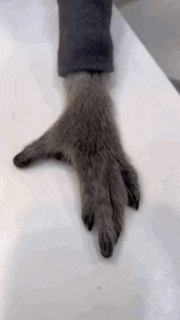a close up of a dog 's paw on a white surface .