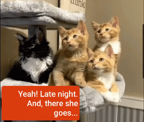 Kittens There GIF - Kittens There She GIFs