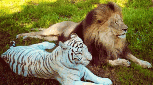Lion Lioness GIF - Lion Lioness Wild Animals GIFs