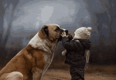 a little boy is touching the nose of a large dog