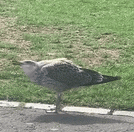 a seagull is standing on the side of the road