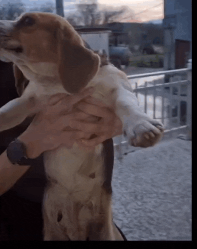 a person holding a brown and white dog with a watch on their wrist