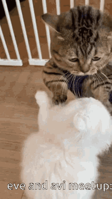 two cats are standing next to each other on the floor .