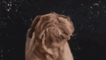 a close up of a dog looking up at the sky .