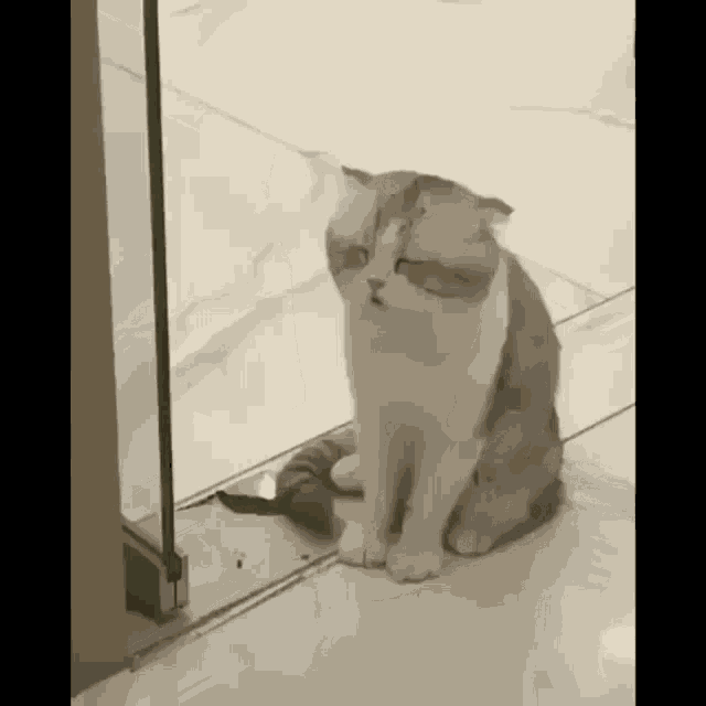 Cat Hungover GIF - Cat Hungover What GIFs