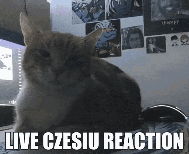 Czesiu Tabby Cat GIF - Czesiu Tabby Cat Czeslaw GIFs