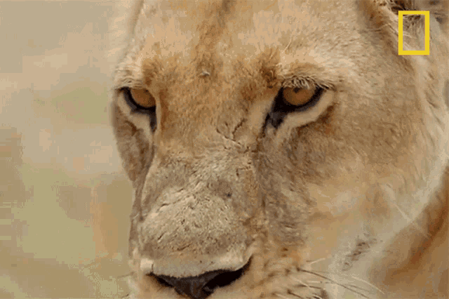 Tired Lioness Savage Kingdom GIF - Tired Lioness Savage Kingdom Tired GIFs