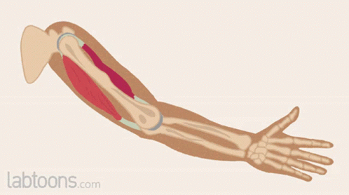 Hand Anatomy GIF - Hand Anatomy Movement GIFs
