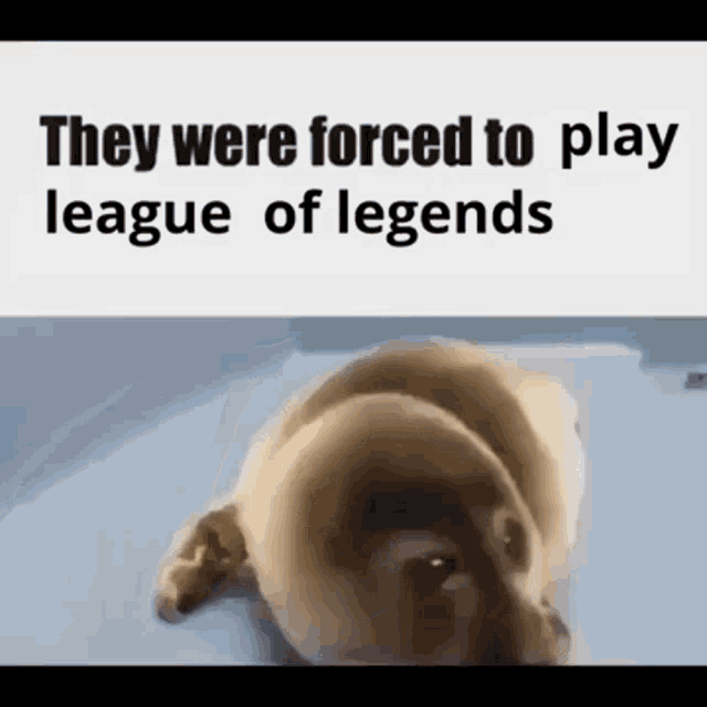 League Of Legends Seal GIF - League Of Legends Seal He Was Forced GIFs