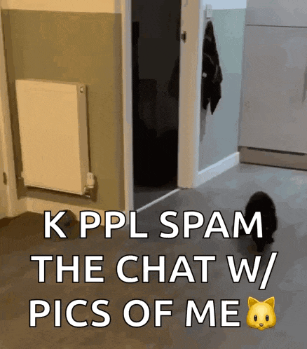 a cat is walking in a hallway with the words k ppl spam the chat w / pics of me
