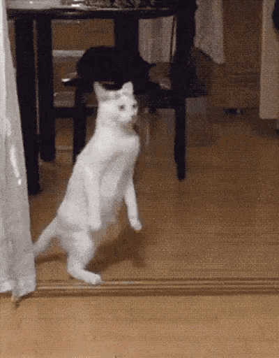 a white cat is standing on its hind legs in front of a table