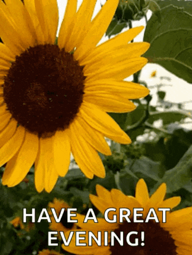 a picture of a sunflower with the words have a great evening below it