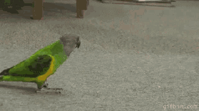 a person is pointing at a green and yellow parrot laying on the floor .
