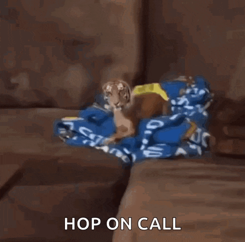 a dog that looks like a tiger is standing next to a couch and says hop on call .