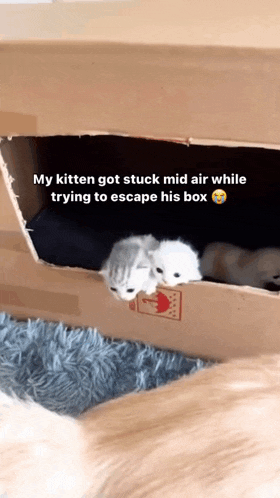 two kittens are stuck in a cardboard box while trying to escape it 's box
