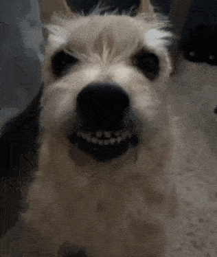 Dog Dog Smile GIF - Dog Dog Smile Dixie GIFs