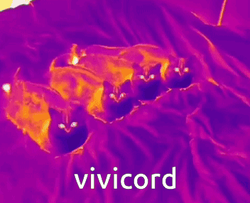Vivicord Cats GIF - Vivicord Cats Farting GIFs