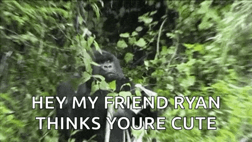 a gorilla is standing in the woods and talking to a friend ryan .