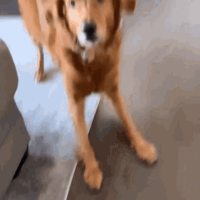 a dog is standing on its hind legs in front of a couch .