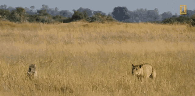 Lioness Hunting Savage Kingdom GIF - Lioness Hunting Savage Kingdom Warthog Being Hunted GIFs