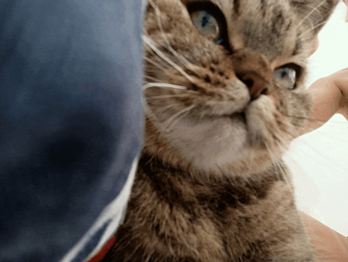 a close up of a cat 's face with a blue eye