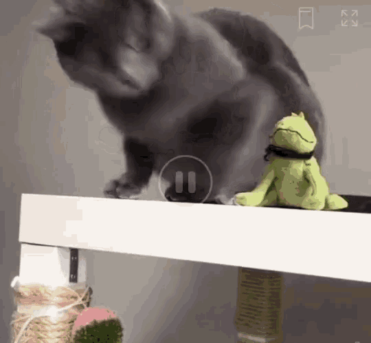 Mad Angry GIF - Mad Angry Cat GIFs
