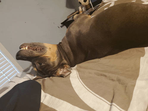 a dog laying on a bed with its mouth open and teeth showing