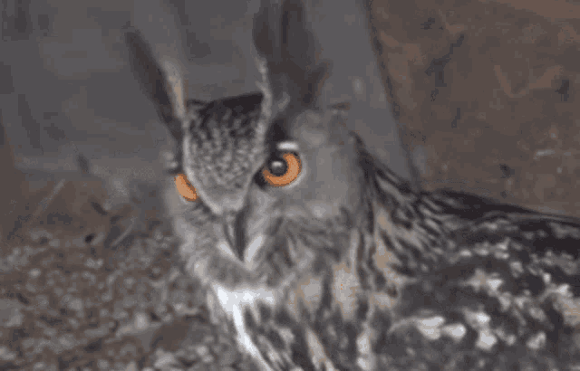 Owl Hoot GIF - Owl Hoot GIFs