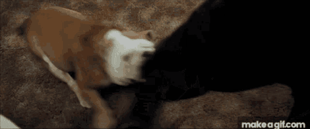 a dog and a cat are playing with each other on the ground .