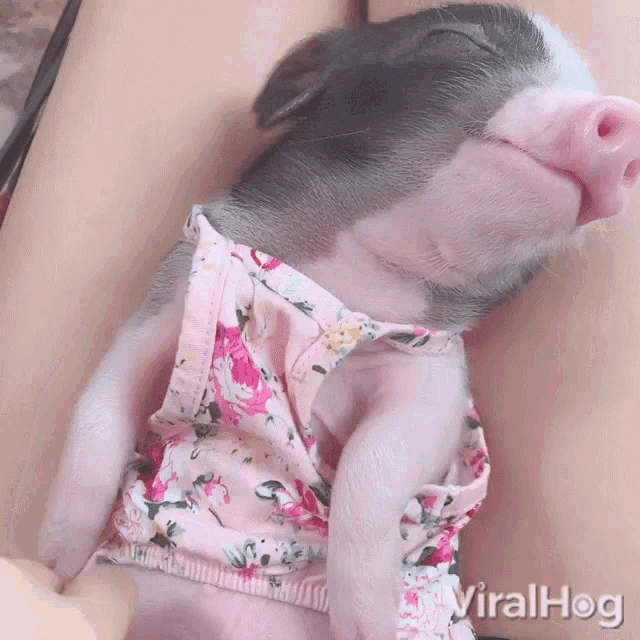 Pig Viralhog GIF