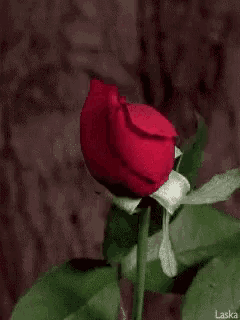 a close up of a red rose with green leaves .