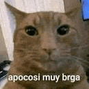 a close up of a cat 's face with the words apocosi muy braga on it .